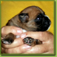 Vialli 13 Tage alt
