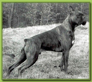 Boris v. Dreifrstenstein
